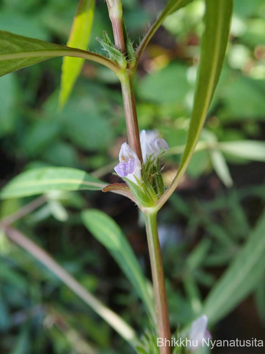 Hygrophila ringens (L.) R.Br. ex Spreng.